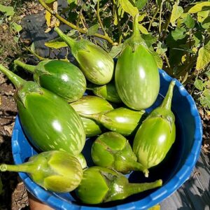 Brinjal – 361