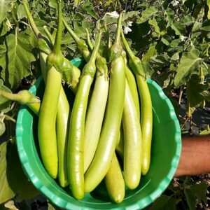 Brinjal – 371