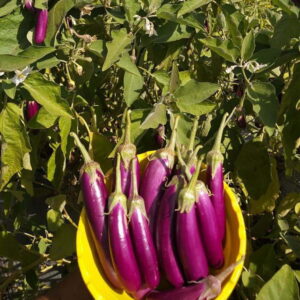 Brinjal – 385