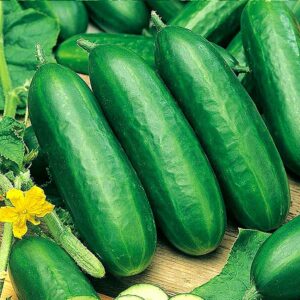 Cucumber – 301