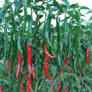 Hot pepper (Chilli) – 1