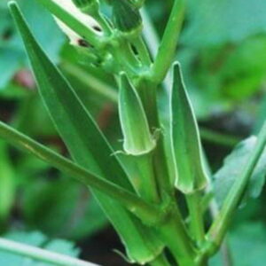 Okra – 152