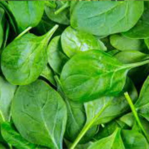 Spinach – 926