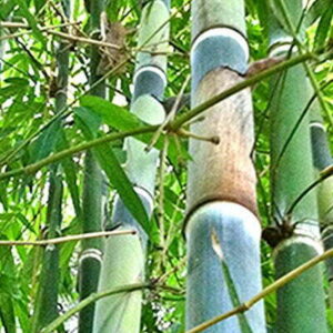 Bamboo (Dendrocalamus Brandisii)