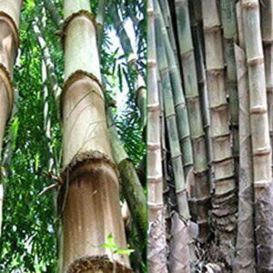 Bamboo (Dendrocalamus Asper)