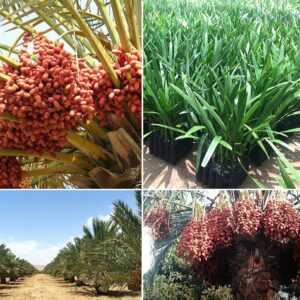 Date Palm