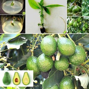 IshVed Hass Avocado