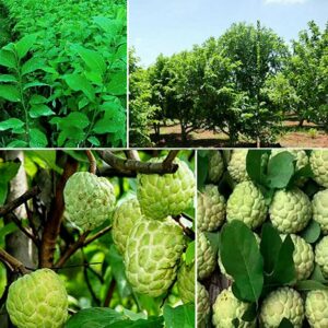 Custard Apple