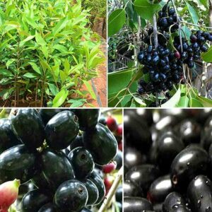 Jamun