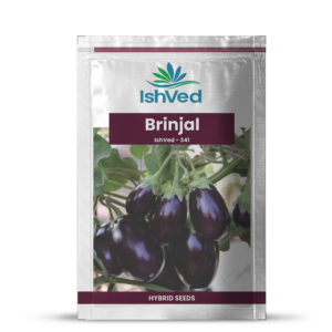 Brinjal – 341