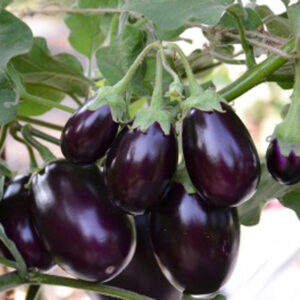 Brinjal – 341