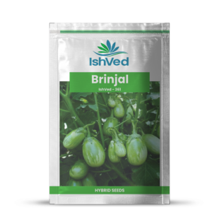 Brinjal – 361