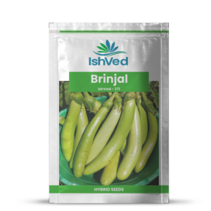 Brinjal – 371