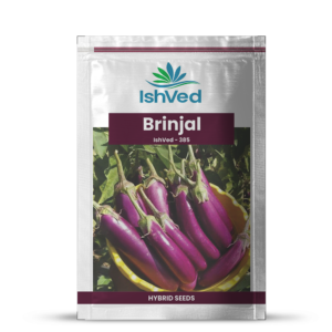 Brinjal – 385