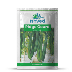 Ridgegourd – 502