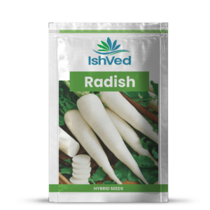 Radish – 02