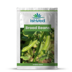 Broad Beans – 06