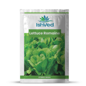 Lettuce romaine – 16