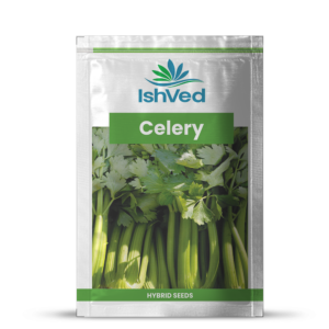 Celery – 18