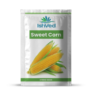 Sweet corn – 24