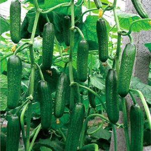 Cucumber – 301